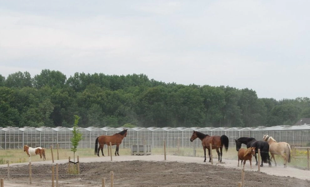 225622018_342144024067189_129581191576710471_n-990x600-c-default