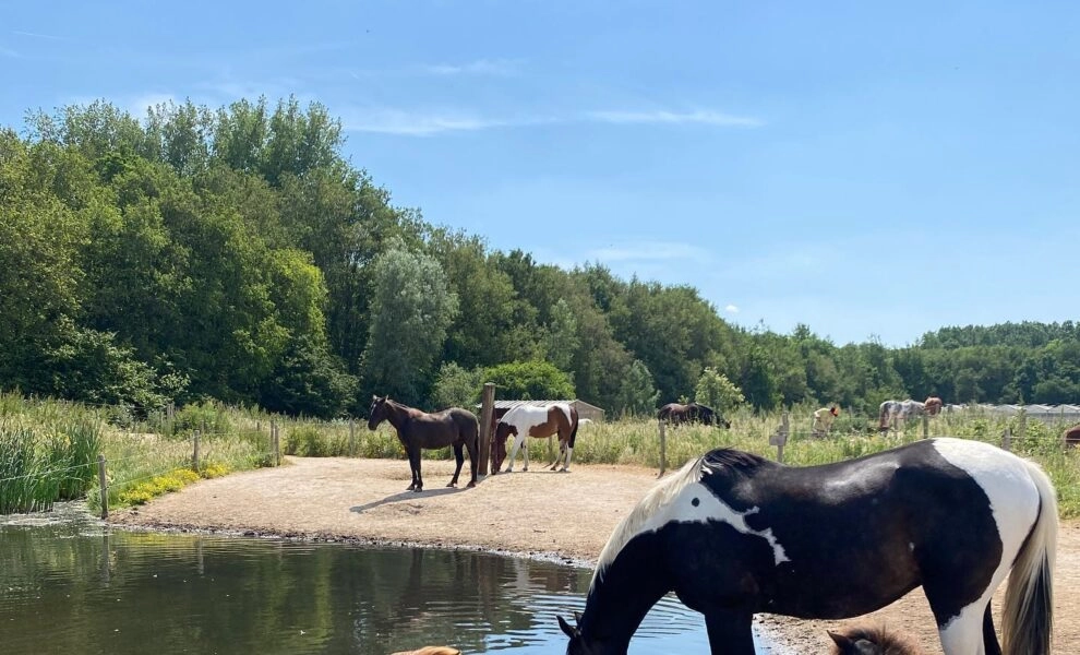 347237239_743079931153469_5977425482465645866_n-990x600-c-default